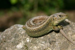 Un lézard sur une pierre, Denault, Morvan